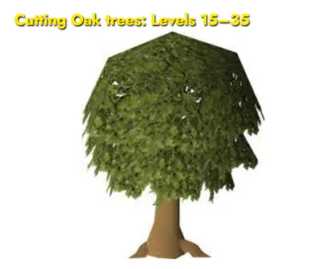 Cutting Oak trees from Levels 15 - 35 woodcutting