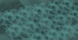 sticky web.webp sticky web