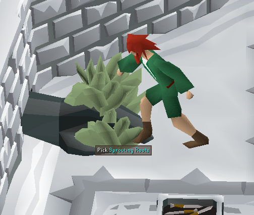 pick sprouting roots.webp
